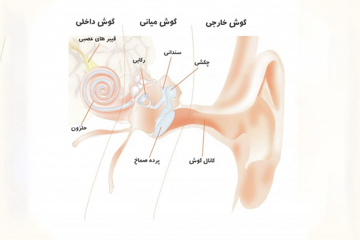 آناتومی گوش