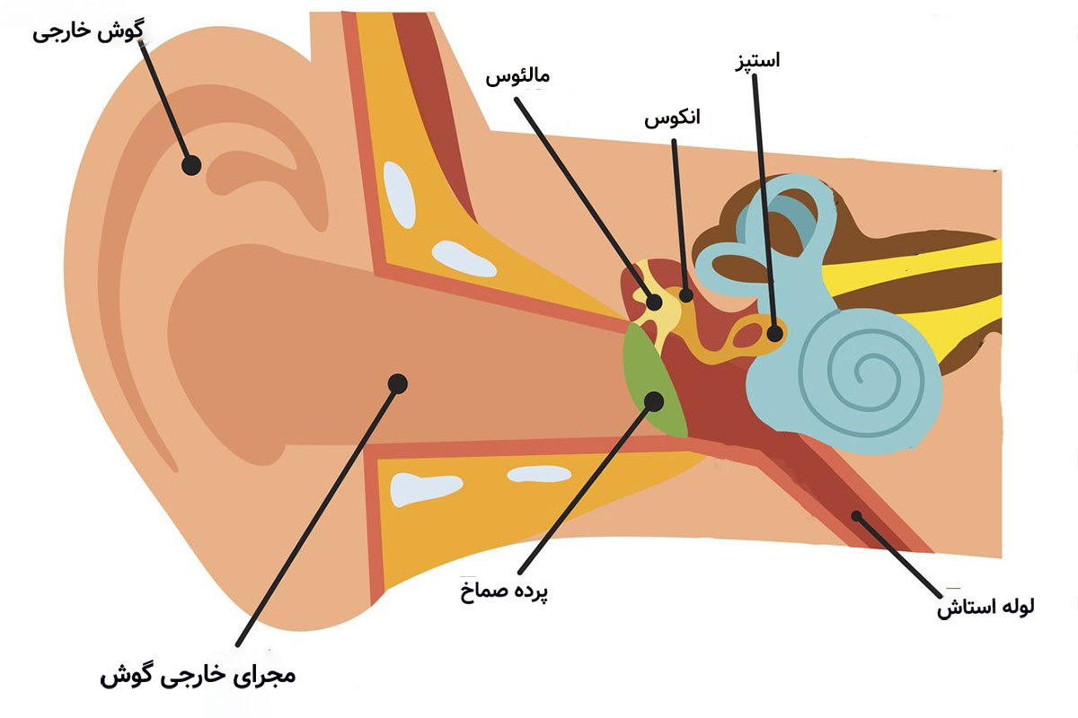 آناتومی گوش